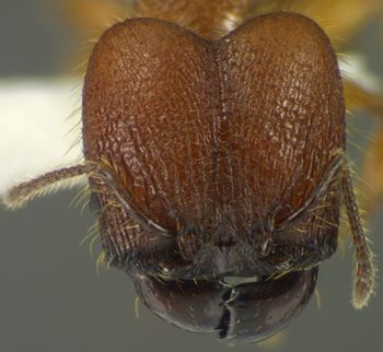 Media type: image;   Entomology 35181 Aspect: head frontal view